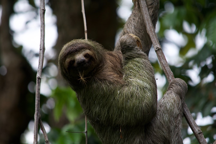 Sloth In Dreams