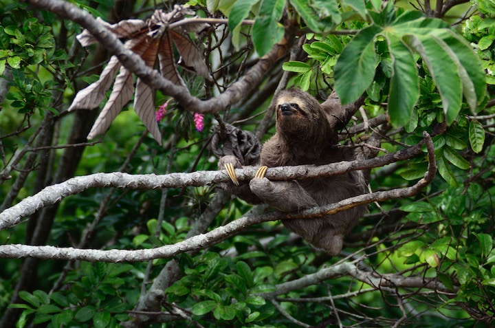 Dead Sloth