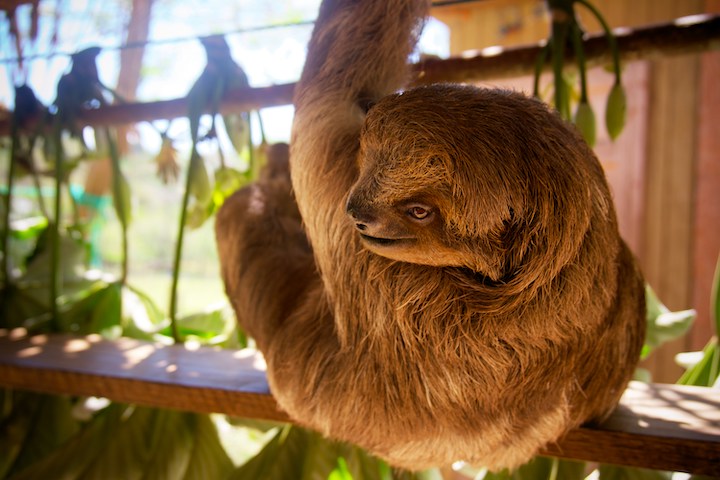 Sloth In Dreams