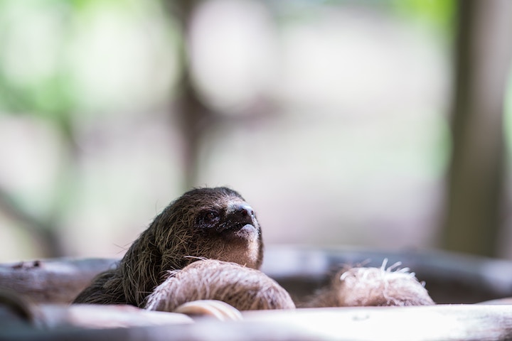 Sloth Spiritual Meaning