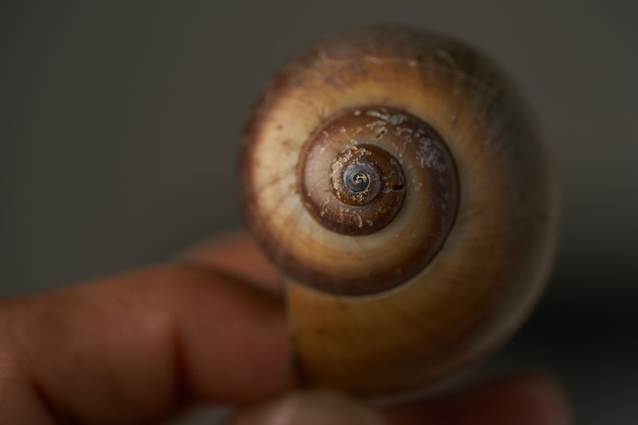 Snail Shell Spiritual Meaning