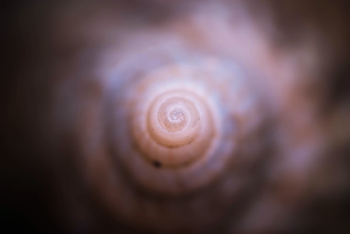 Snail Shell Spiritual Meaning