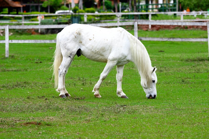Dead White Horse