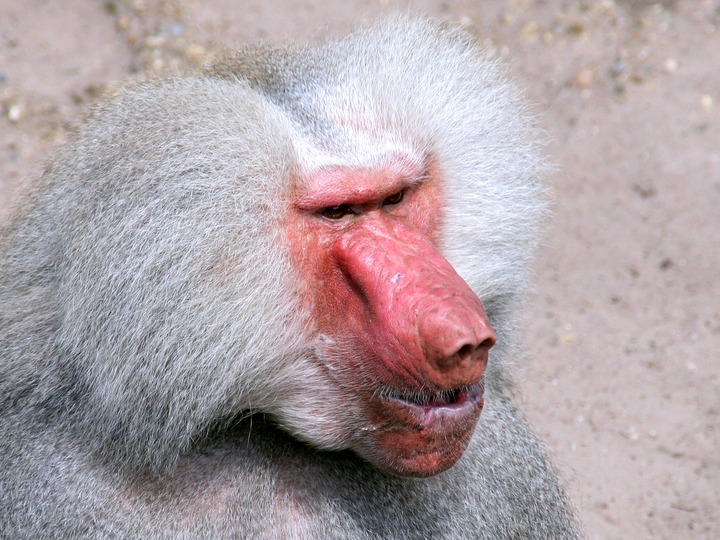 Dead Baboon Meaning