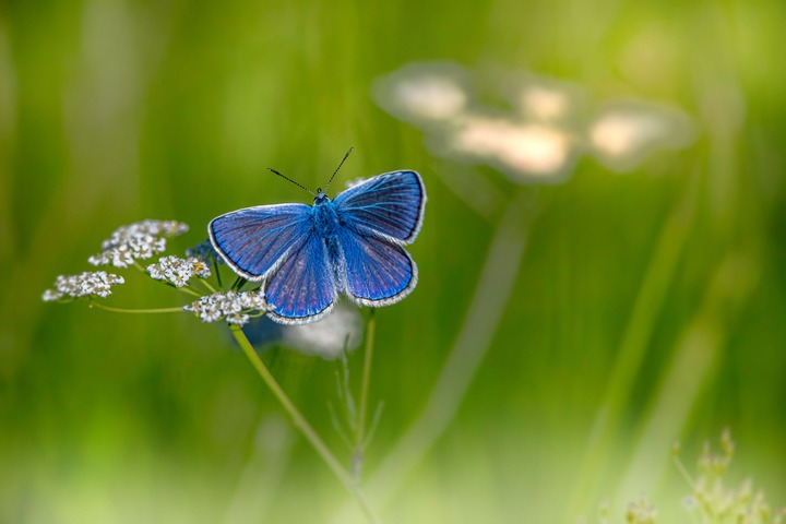 Dead Blue Butterfly