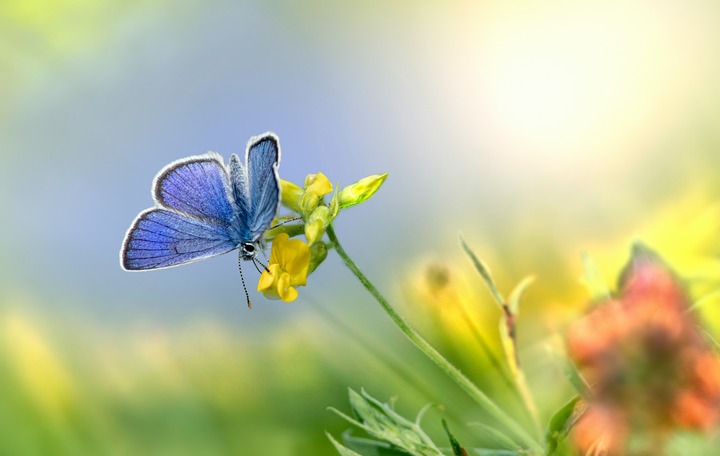 Blue Butterfly In Dreams