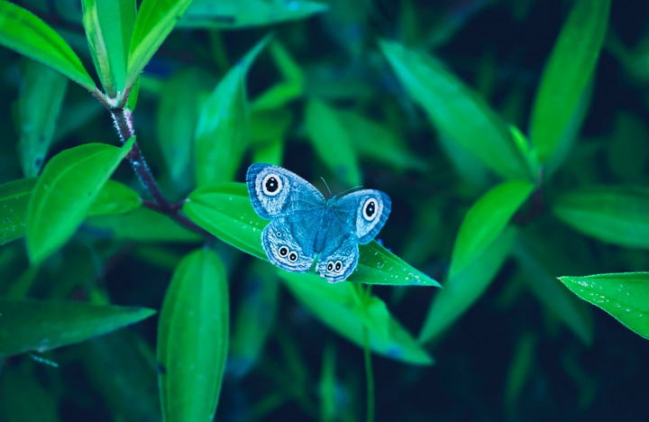 Dead Blue Butterfly