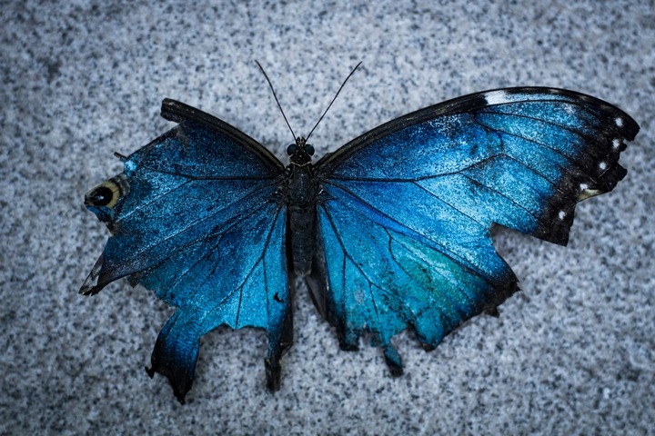 Blue Butterfly In Dreams