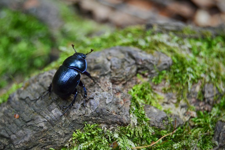 Dead Black Beetle