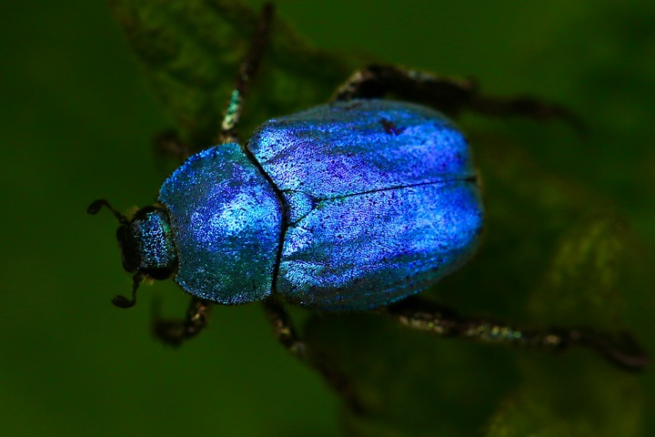 Beetle In Dreams