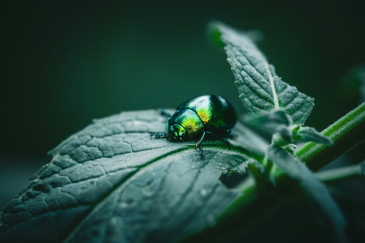 Beetle In Dreams 