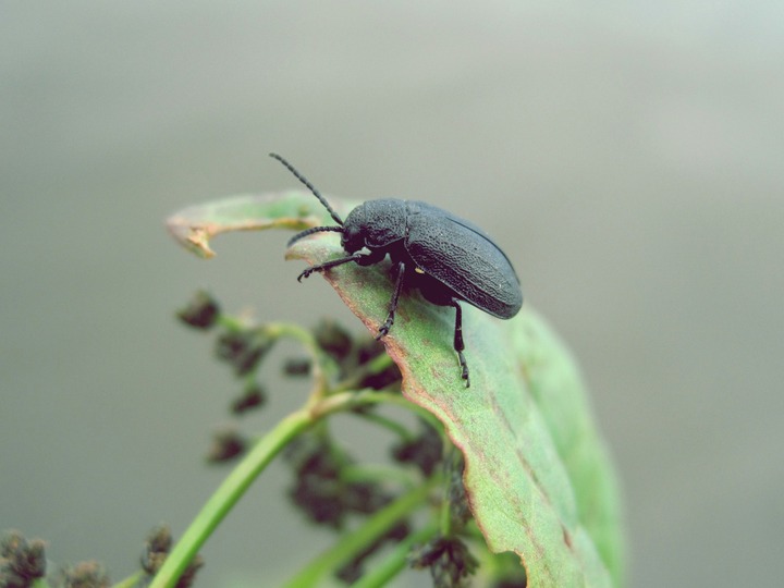 Black Beetle In Dreams