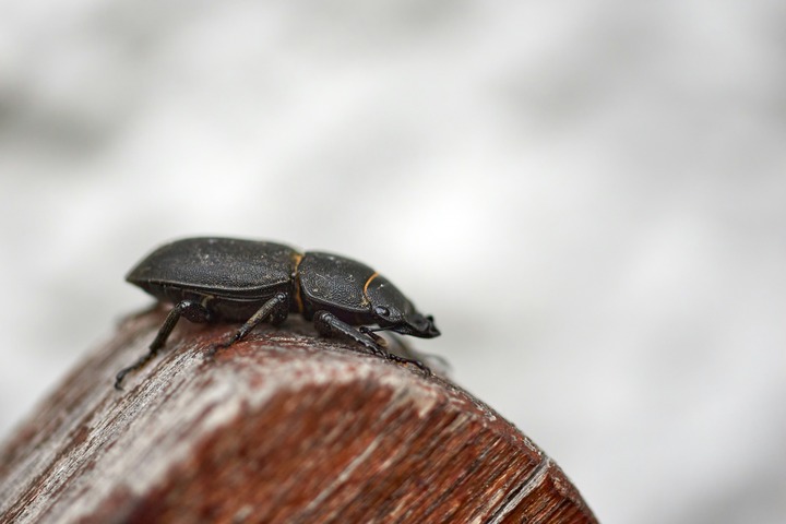 Black Beetle In Dreams