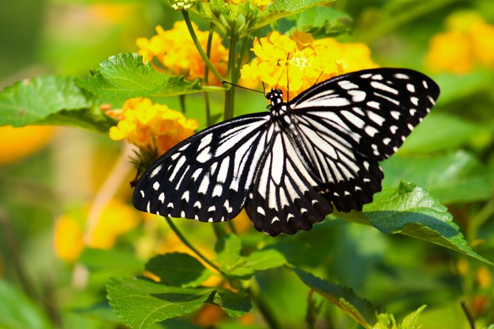 Black And White Butterfly In Dreams