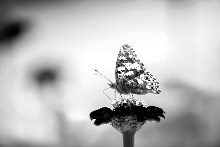 Black And White Butterfly In Dreams