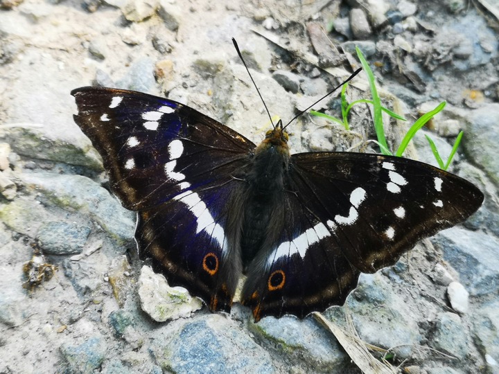 Dead Black And White Butterfly