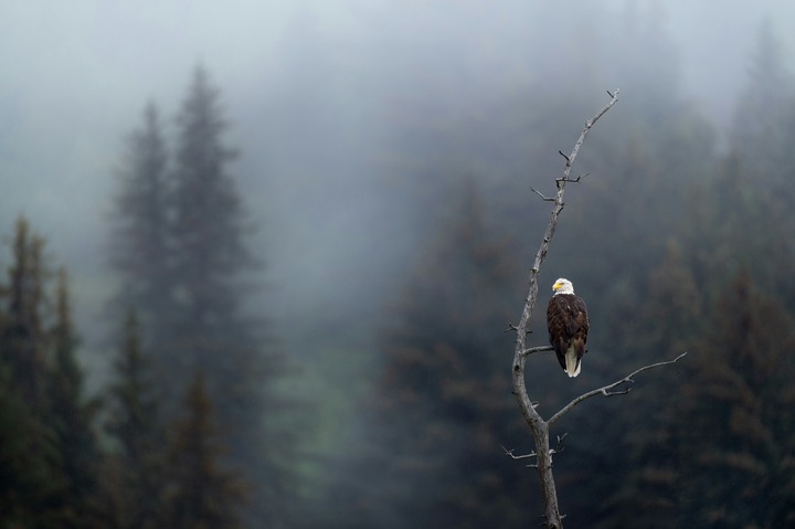 Eagle In Dreams