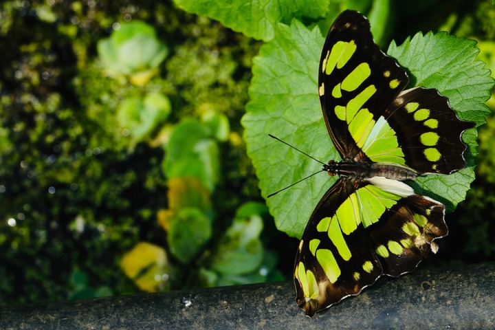 Green Butterfly In Dreams