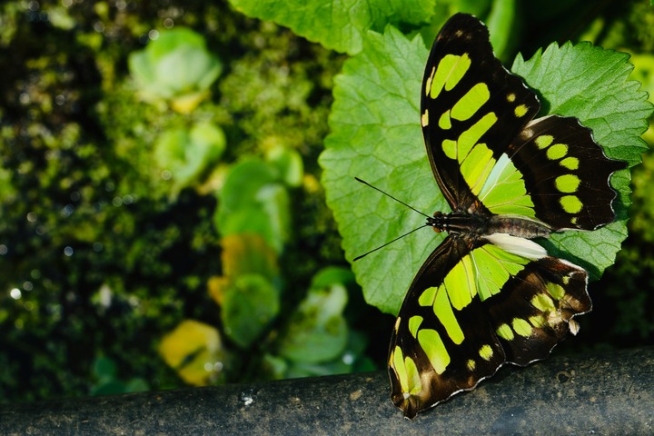 Dead Green Butterfly