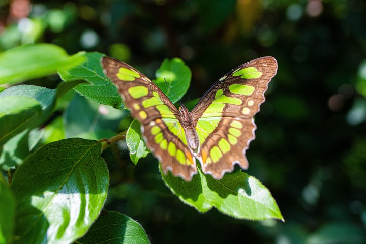 Green Butterfly In Dreams