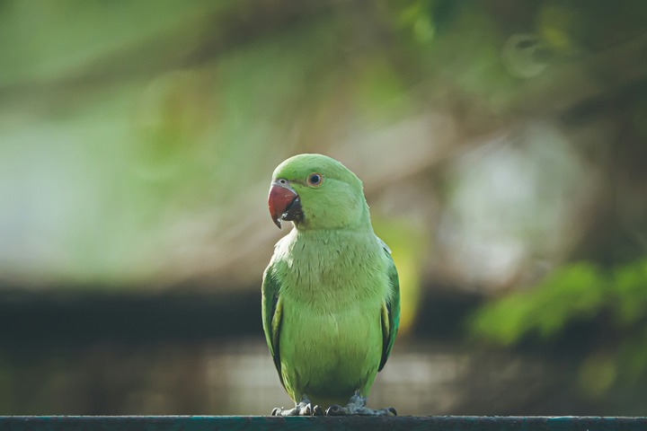 Dead Green Parrot