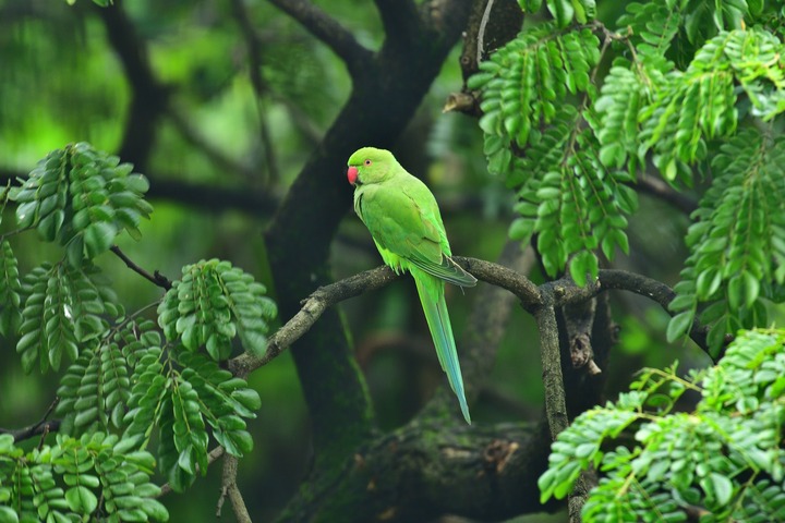 Green Parrot In Dreams
