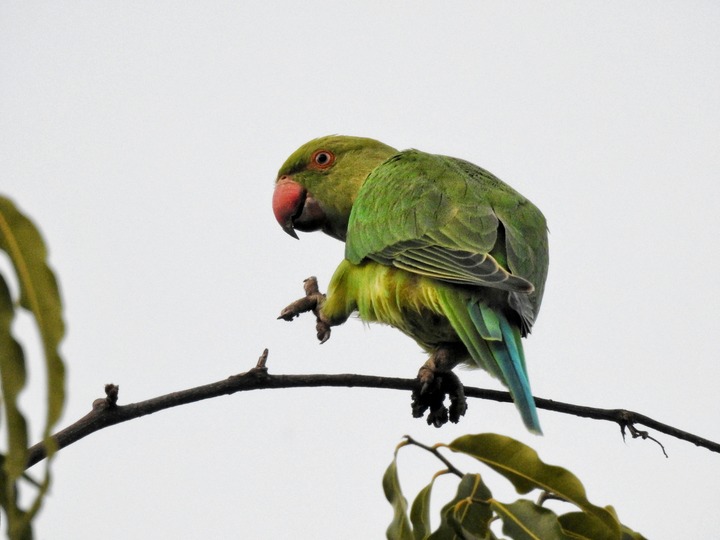 Dead Green Parrot