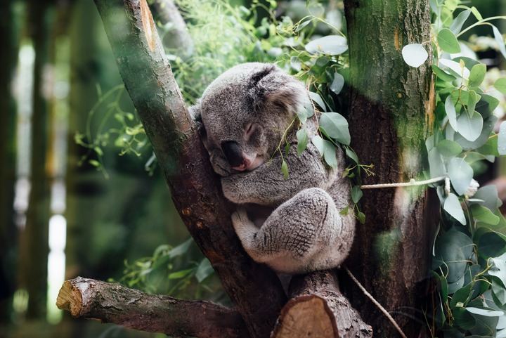 Koala In Dreams