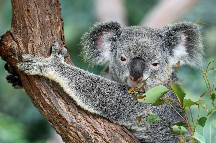 Koala In Dreams