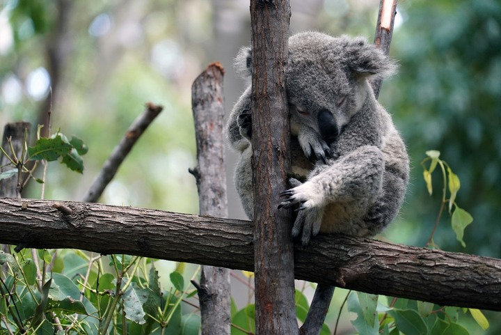 Dead Koala Meaning