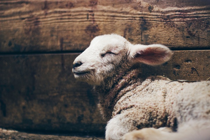Lamb Spiritual Meaning