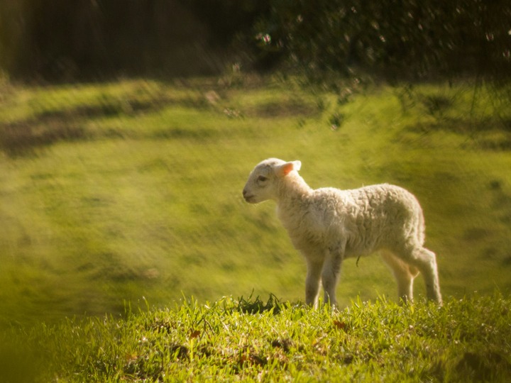 Lamb In Dreams