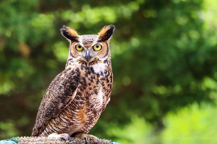 Owl Spiritual Meaning