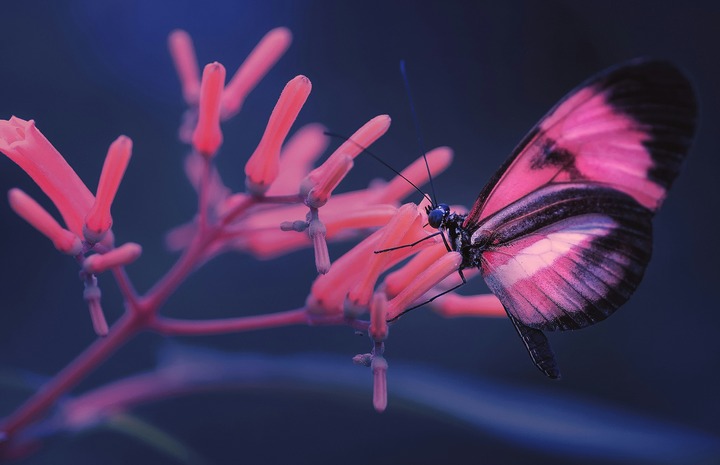 Pink Butterfly In Dreams