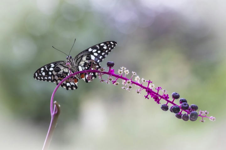 Purple Butterfly In Dreams