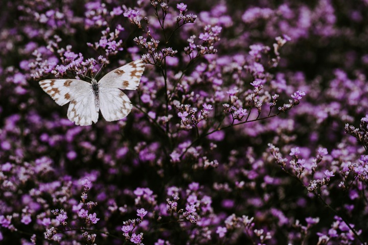 Dead Purple Butterfly