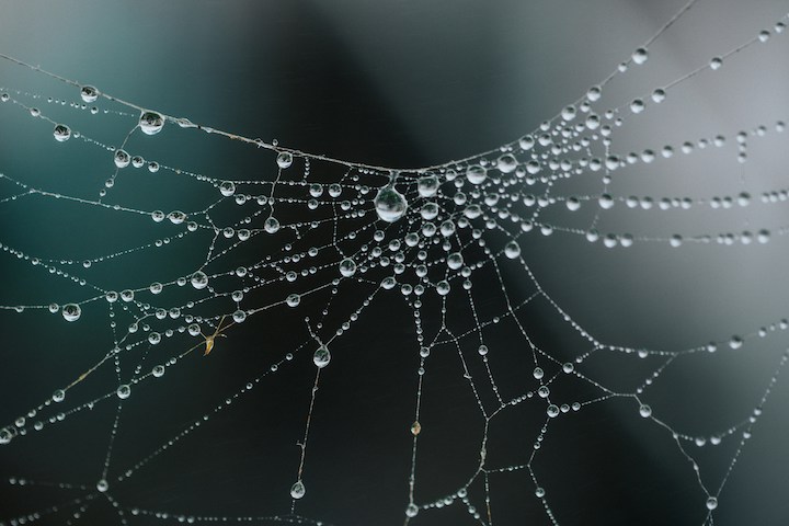 Spider Web Spiritual Meaning